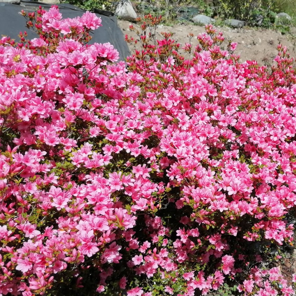 Azalea Auxilium